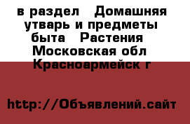  в раздел : Домашняя утварь и предметы быта » Растения . Московская обл.,Красноармейск г.